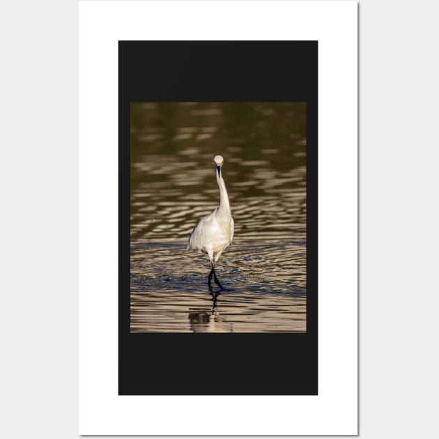 Snowy White Egret Staredown Wall Art by jecphotography